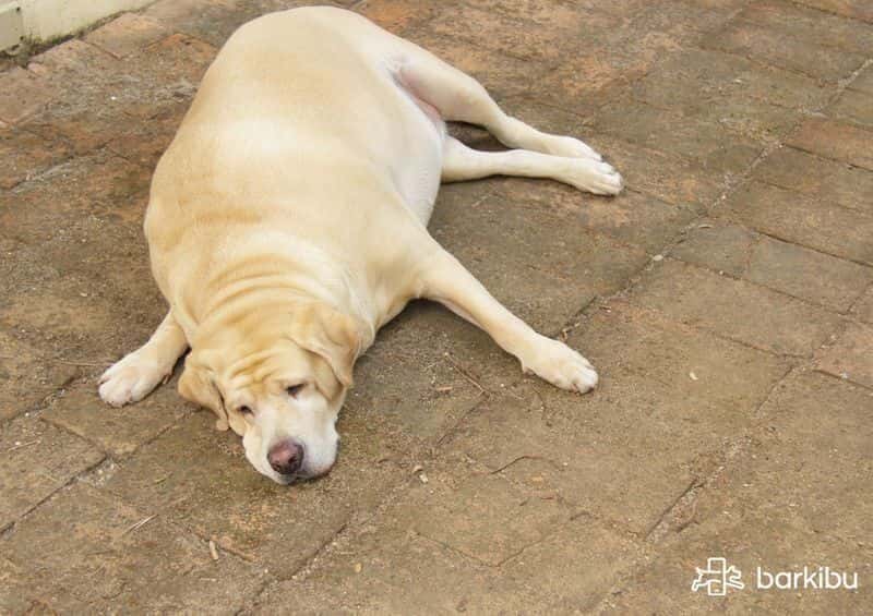 Adelgazar paseando al perro